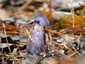 Sötétlila pókhálósgomba (Cortinarius violaceus), Őrség